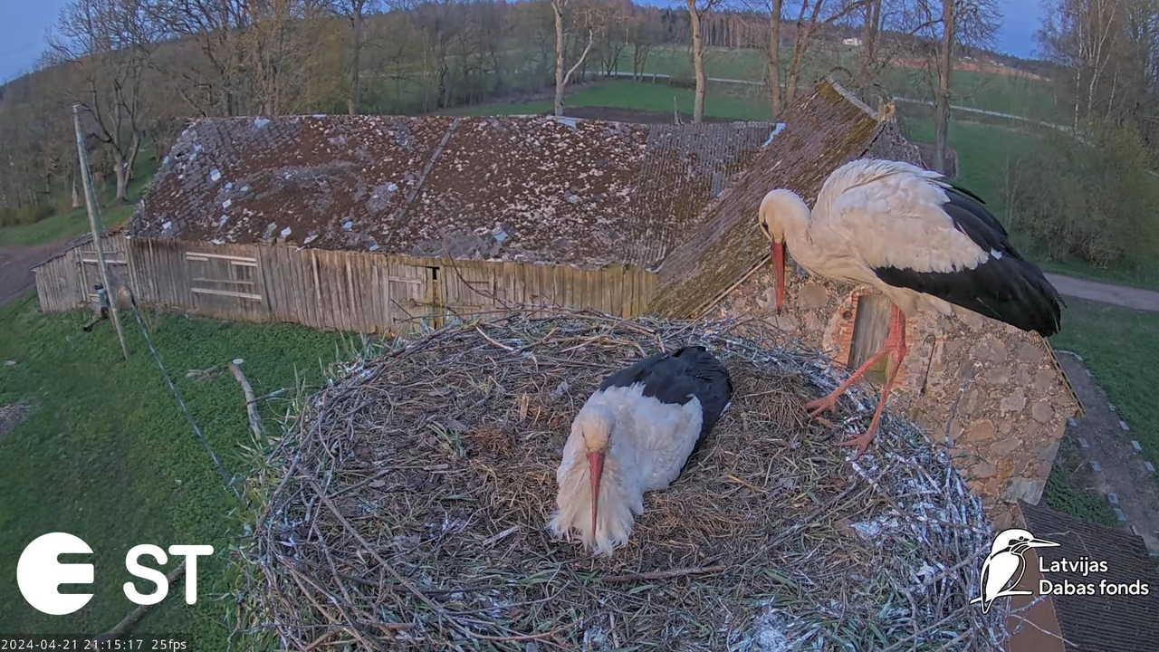 Baltie stārķi (Ciconia ciconia) Tukuma novadā - LDF tiešraide __ White storks in Tukums, Latvia 13-1