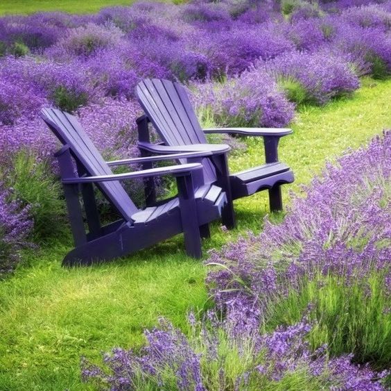 purplegardenchairs.jpg
