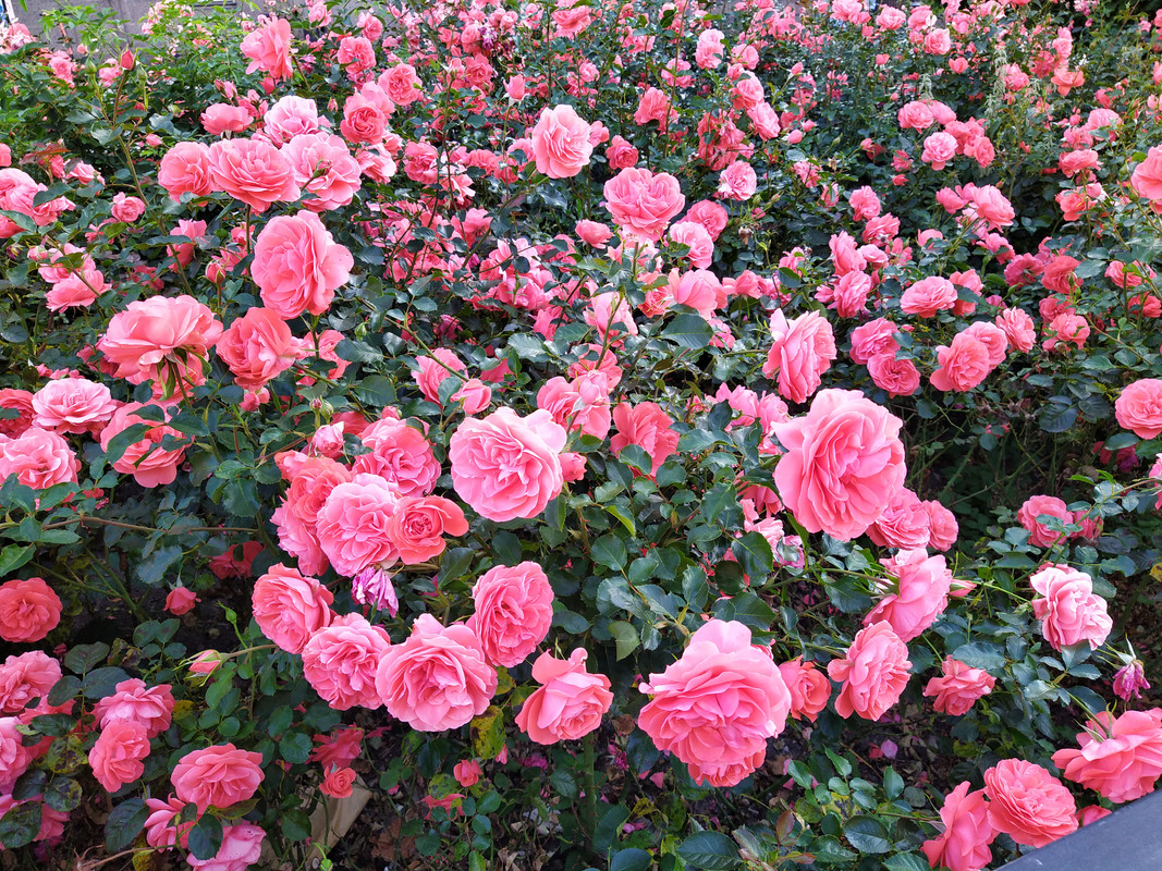 IMG_20200810_071630