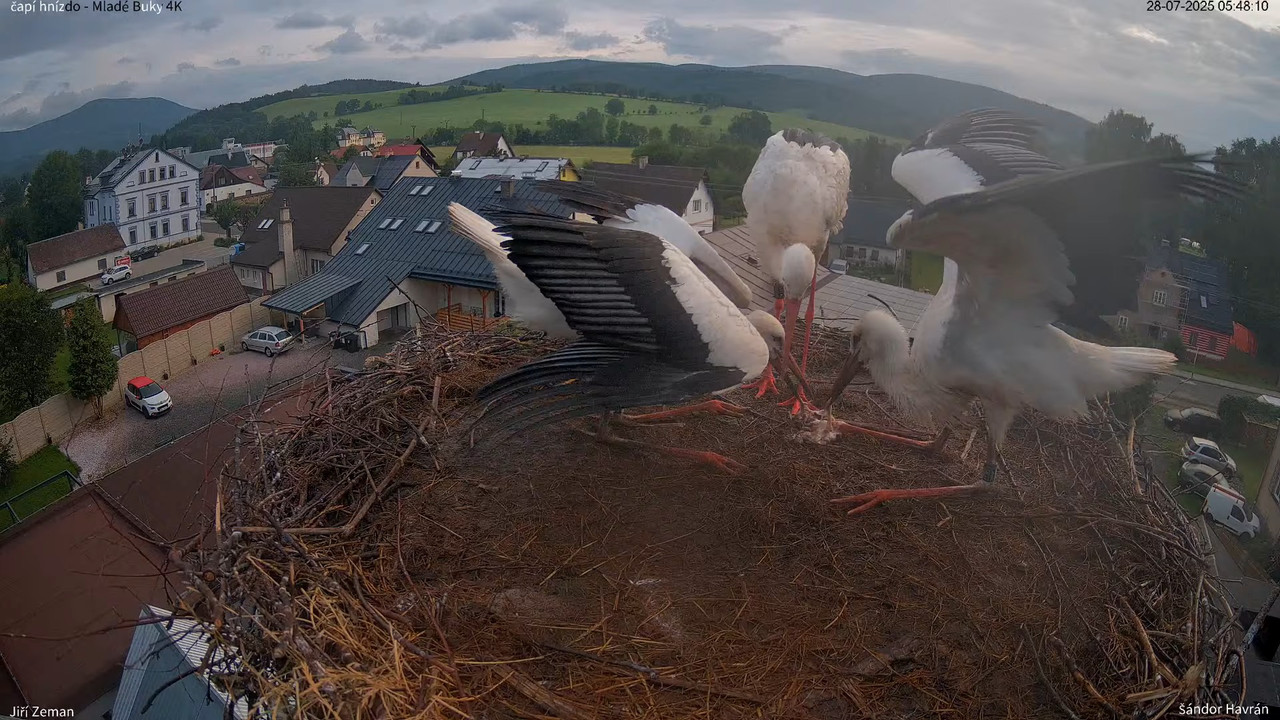 Živá kamera - Mladé Buky - čapí hnízdo 4K 9-6-25 screenshot