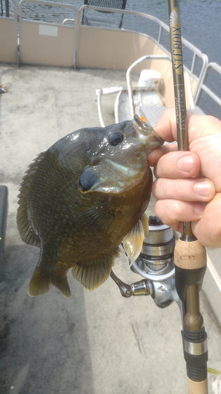 Rod for smaller bluegill - TackleTour