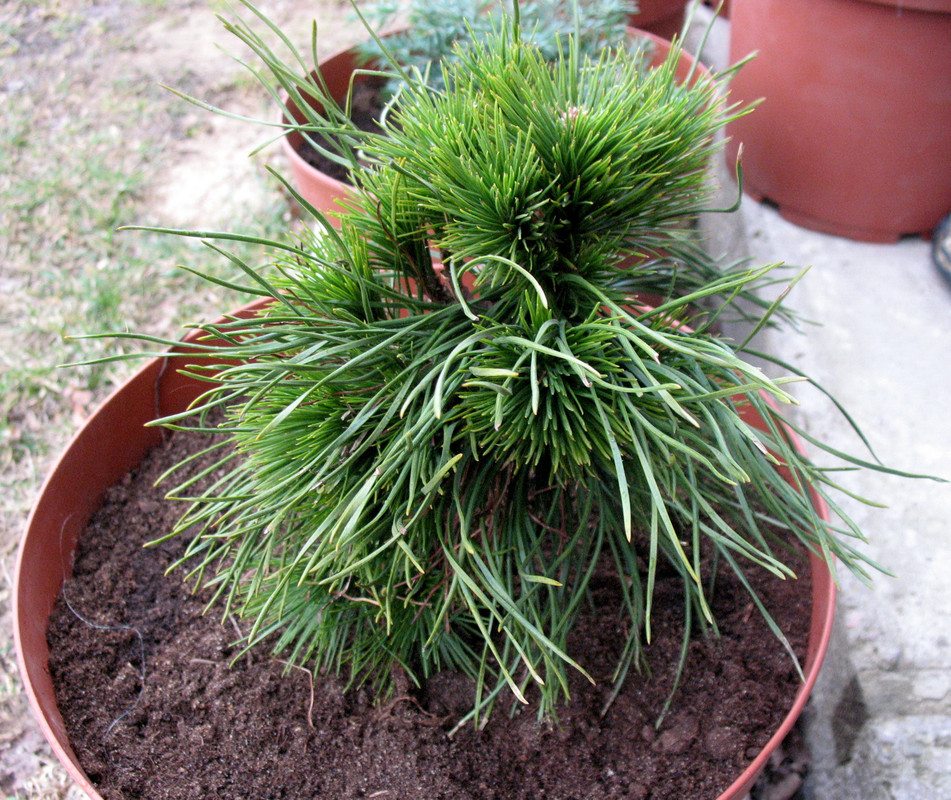 Сосна Pinus mugo Varella_2015.04.07