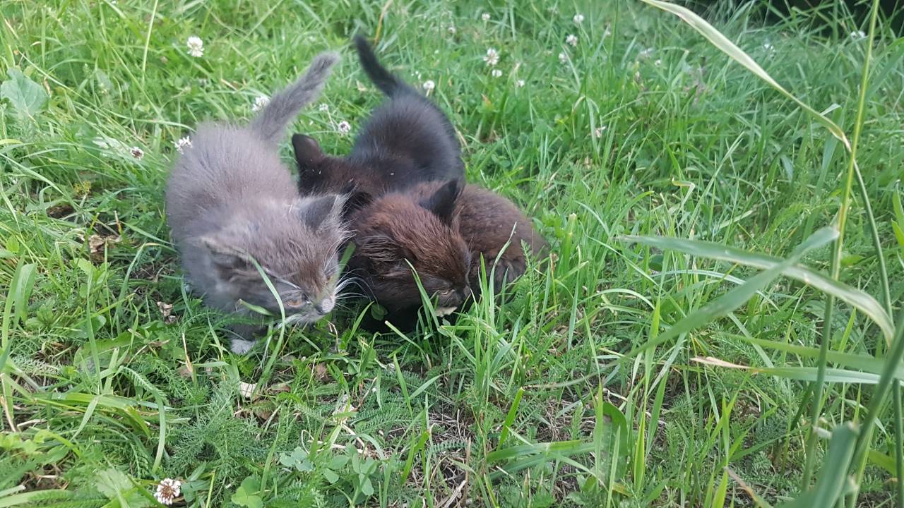 Котята Насти Жуковской1