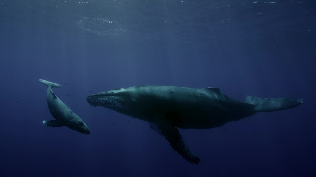 Life Story (2014) - S01E01 - First Steps (1080p BluRay x265 Sile