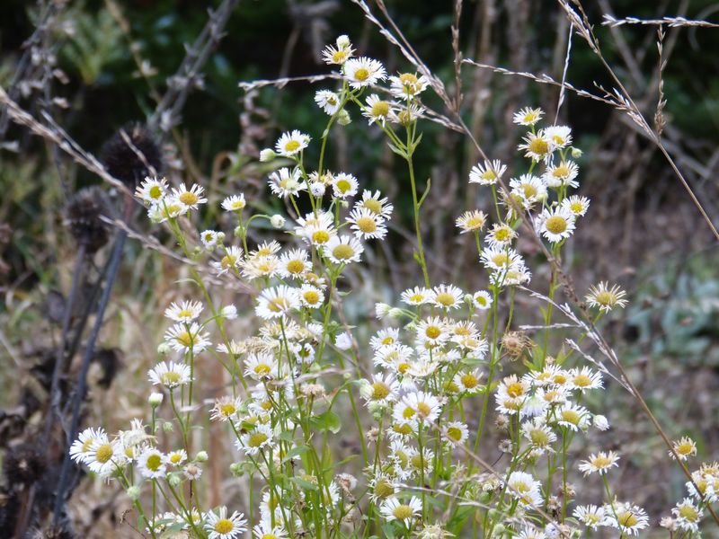 2014-11-30 Novemberblüten 6