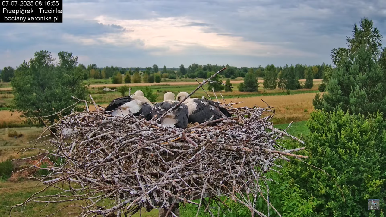 07072025bociany15