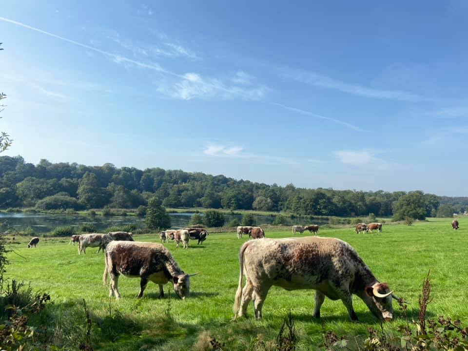 animals-cattle-P-park.jpg