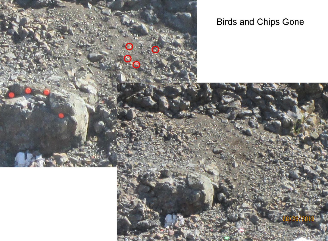 Birds-Chips-gone.jpg