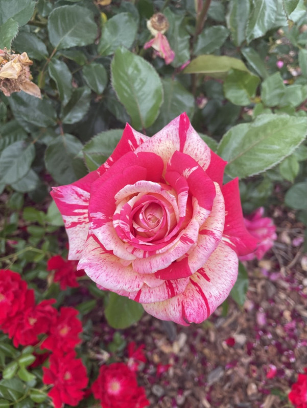 72022562-E26D-48E2-95FC-442969A3F8E1_1_105_c