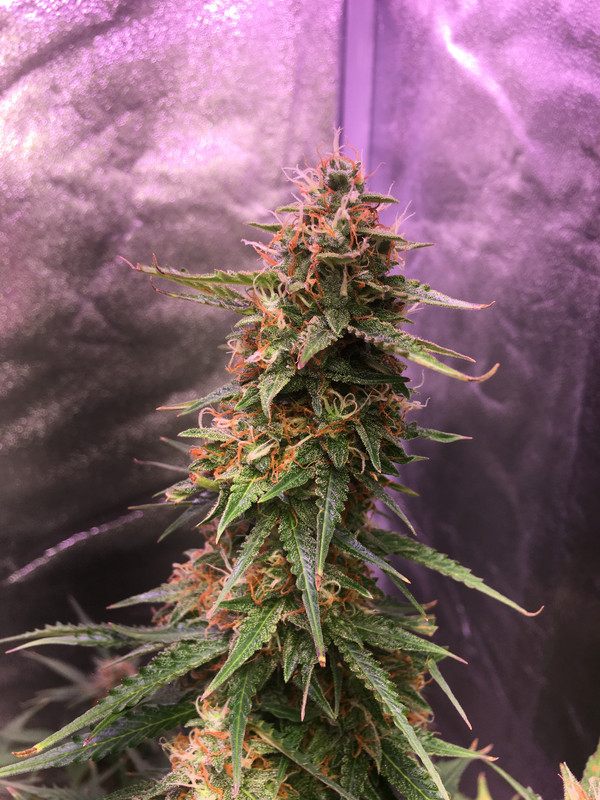 8D448FD9-E561-4F4B-9804-0735EA17C005