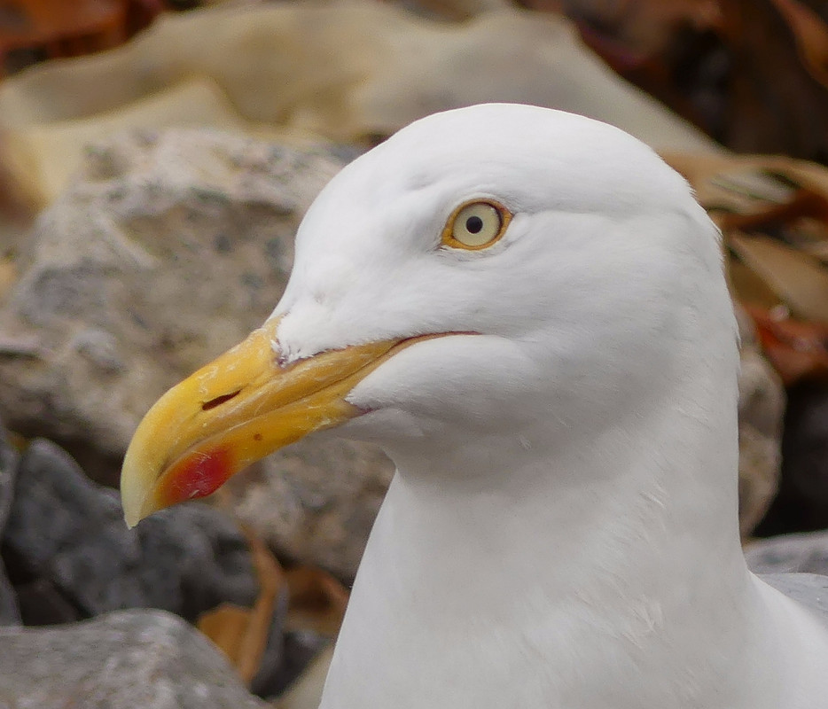 HERRING GULL 13 210624