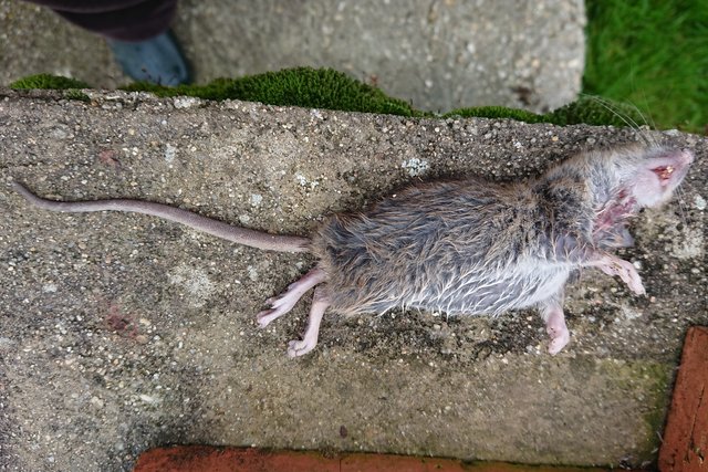 [Image: rat-des-champs.jpg]