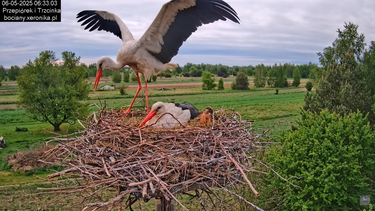 06052025bociany8