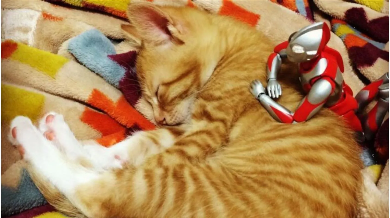 Gatito es salvado por muñeco Ultraman en Japón, esta es la historia