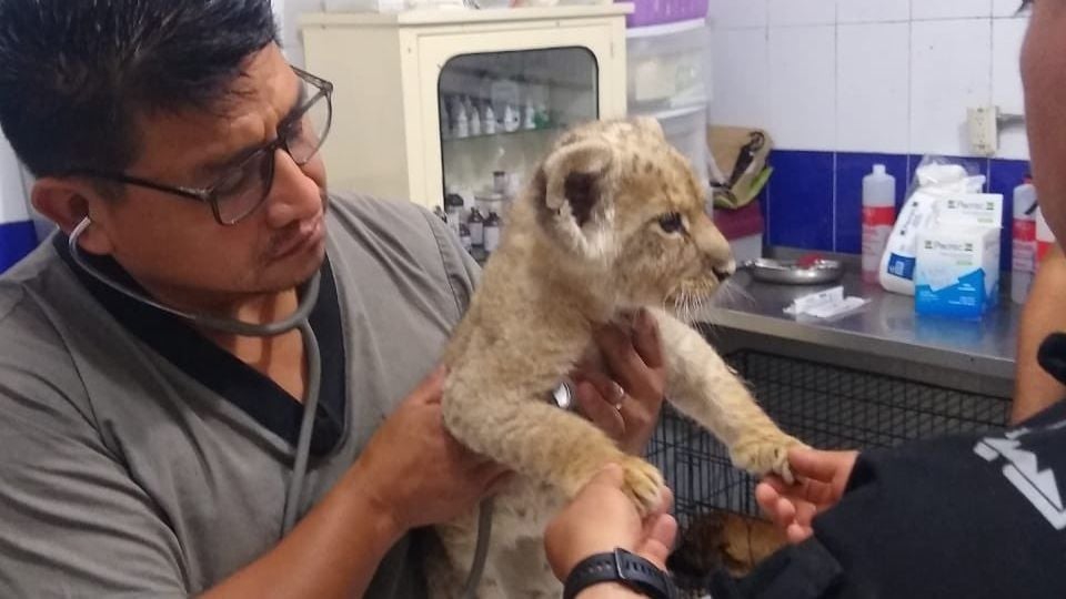 Brigada animal en CDMX rescata a un cachorro de león tras operativo; hay 3 personas detenidas