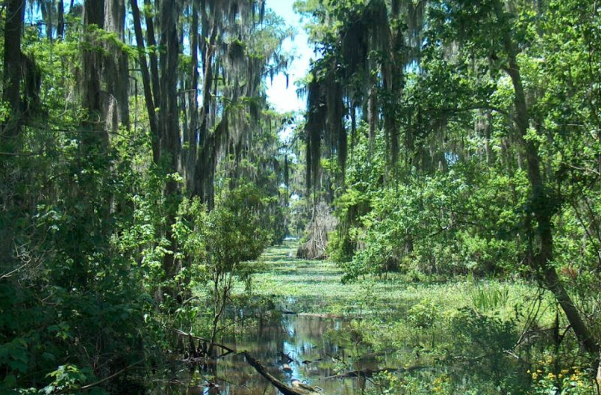 Swamp Einleitung