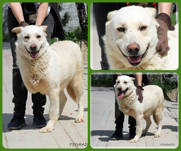 BeFunky-collage (16)