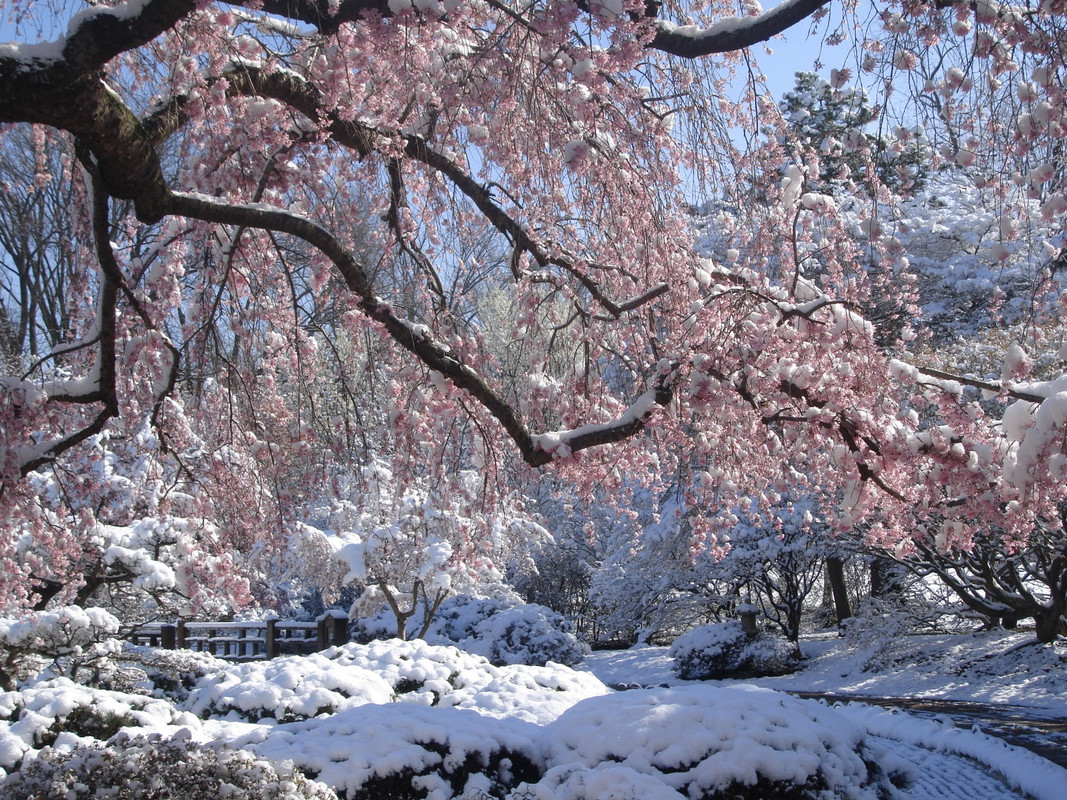 Zen-Garden-Cherry-Blossom-Snow