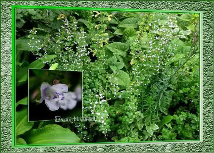 Calamintha-nepeta-Blue-Cloud-Bergsteentijm