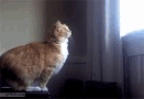 jump-1.gif