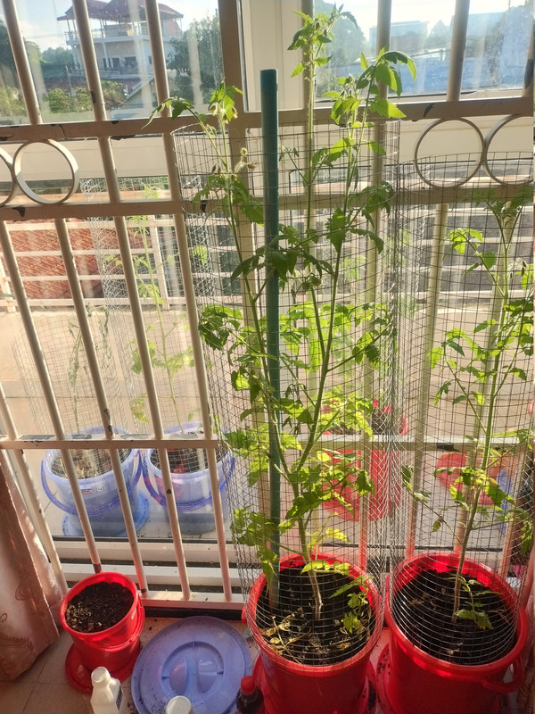 Tomatoes 261020