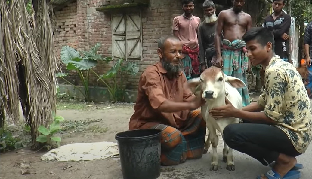 খর্বাকৃতি গরুর দেখা মিললো যশোরে | Somoy TV