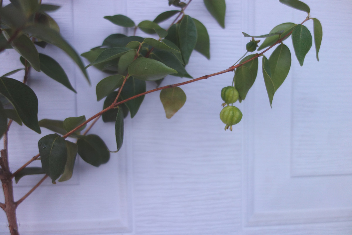 Spira-Surinam Scions (6-21-25)-pic4