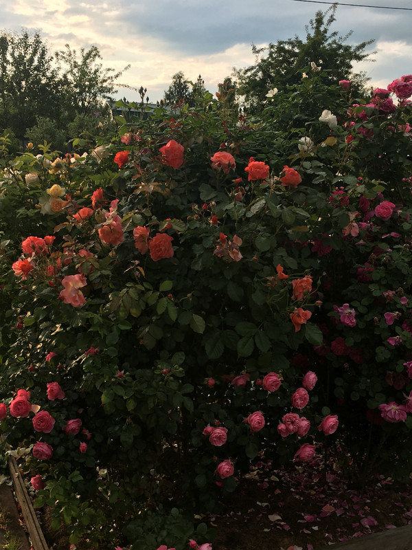 432D71C1-167A-435A-A45B-236823513263