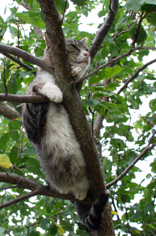 P7210017-Улучшено-Ум. шума