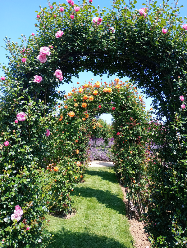 Rosenbögen im Garten