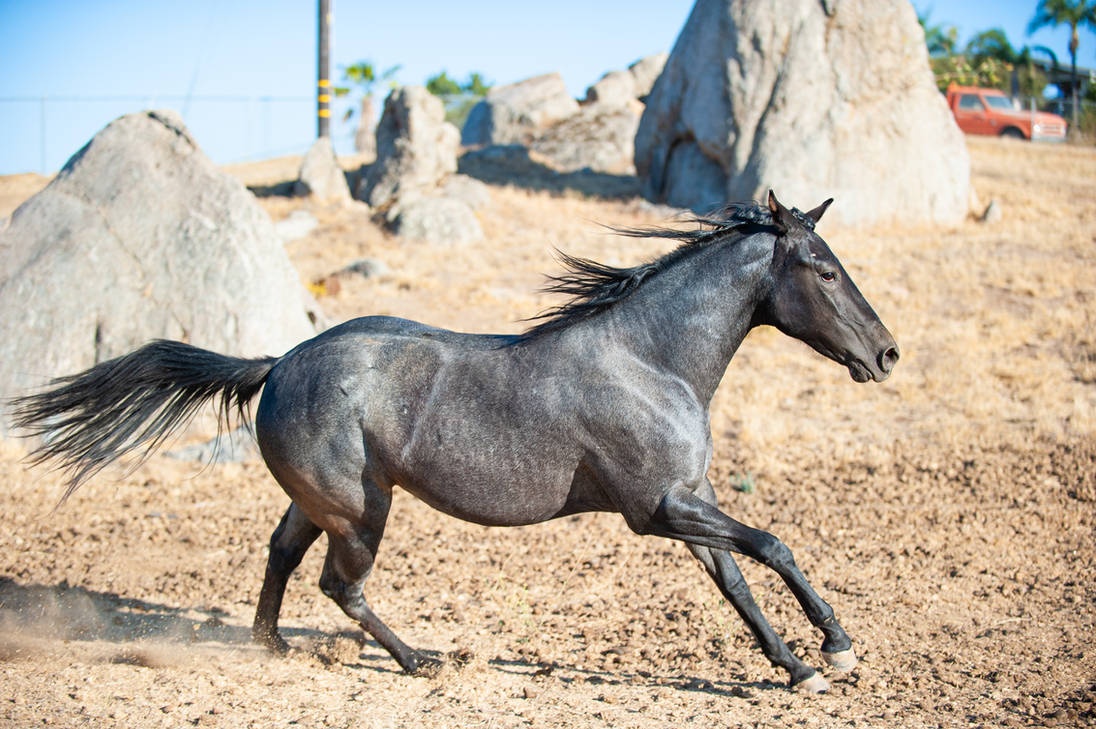 dwp-free-horse-stock-839-by-dancesw-ithponies-dfyds8e-pre.jpg