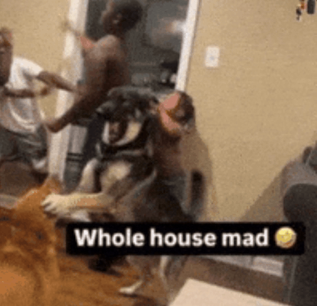 whole-house-mad.png