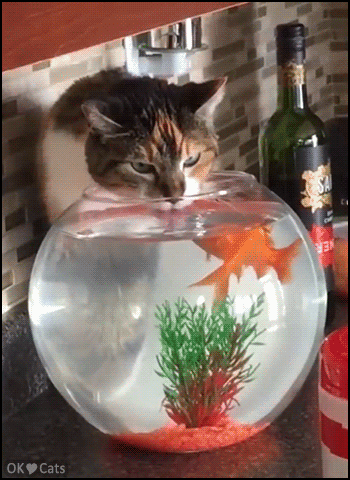 Funny-Cat-GIF-Funny-Cat-drinking-water-from-goldfish-fish-tank-Fish-are-NOT-scared-cat-gifs-com.gif