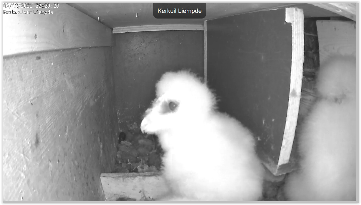 Screen Shot 06-02-21 at 11.29 PM 002