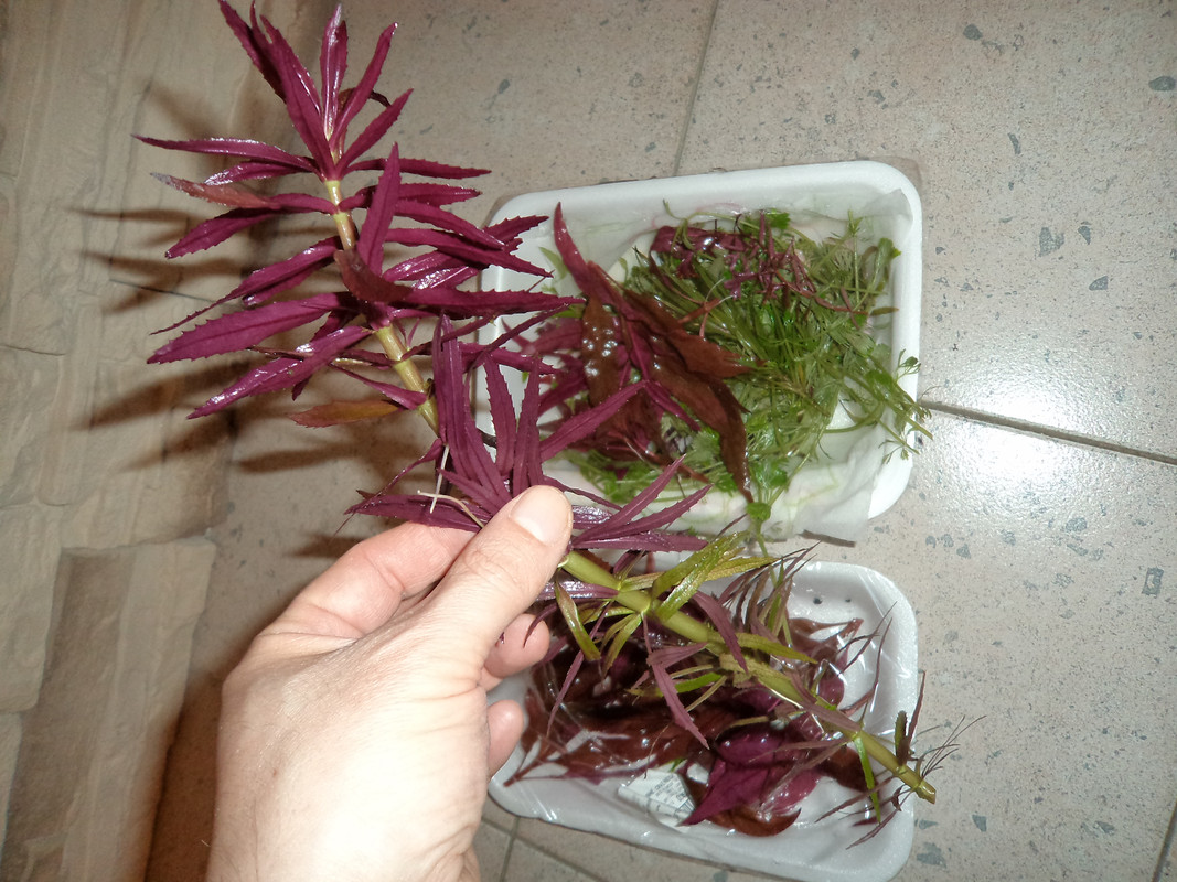 Potature dic2012 (7)