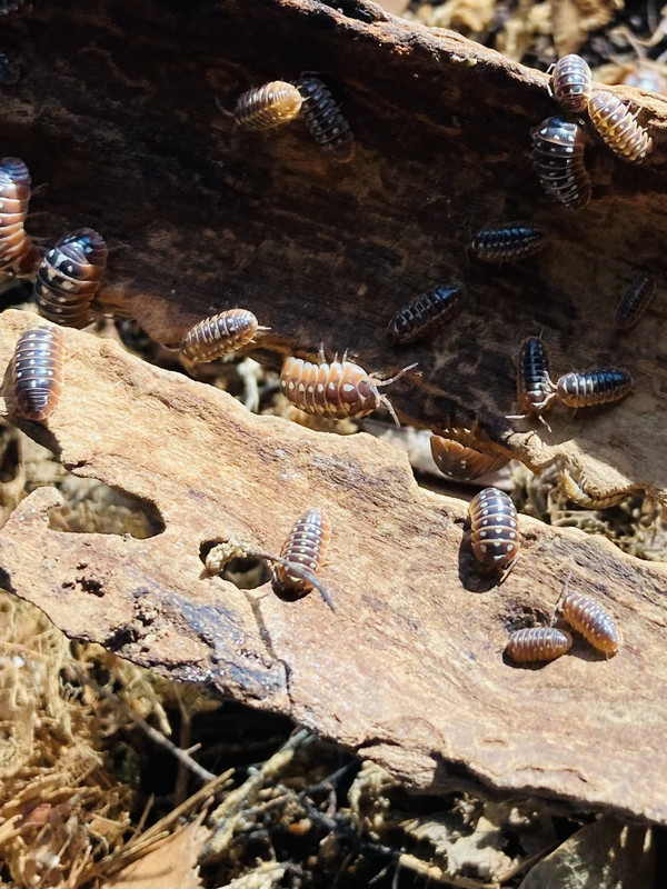 659B6FB0-8739-466F-A1C6-AD22F5E435CF