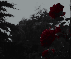 d5371c98f3dd3510fdc46ab71de567aa2-ezgif-com-resize.gif