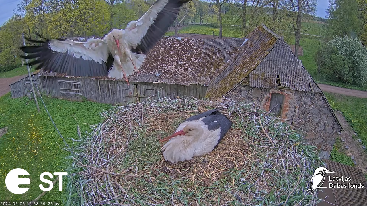 Baltie stārķi (Ciconia ciconia) Tukuma novadā - LDF tiešraide __ White storks in Tukums, Latvia 9-45