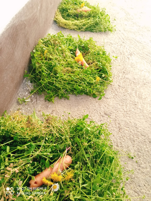 Grid-Art-20230408-141917814