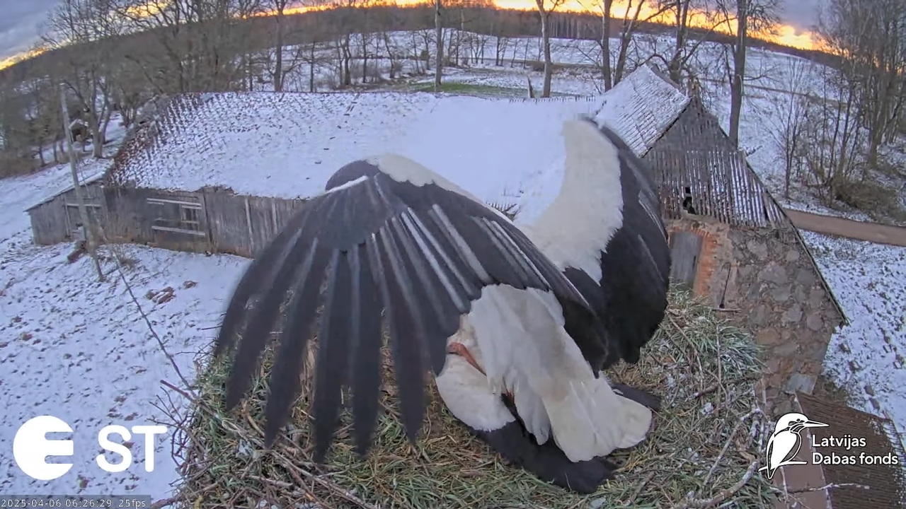 (8) Baltie stārķi (Ciconia ciconia) Tukuma novadā __ White storks in Tukums, Latvia - YouTube - 603_