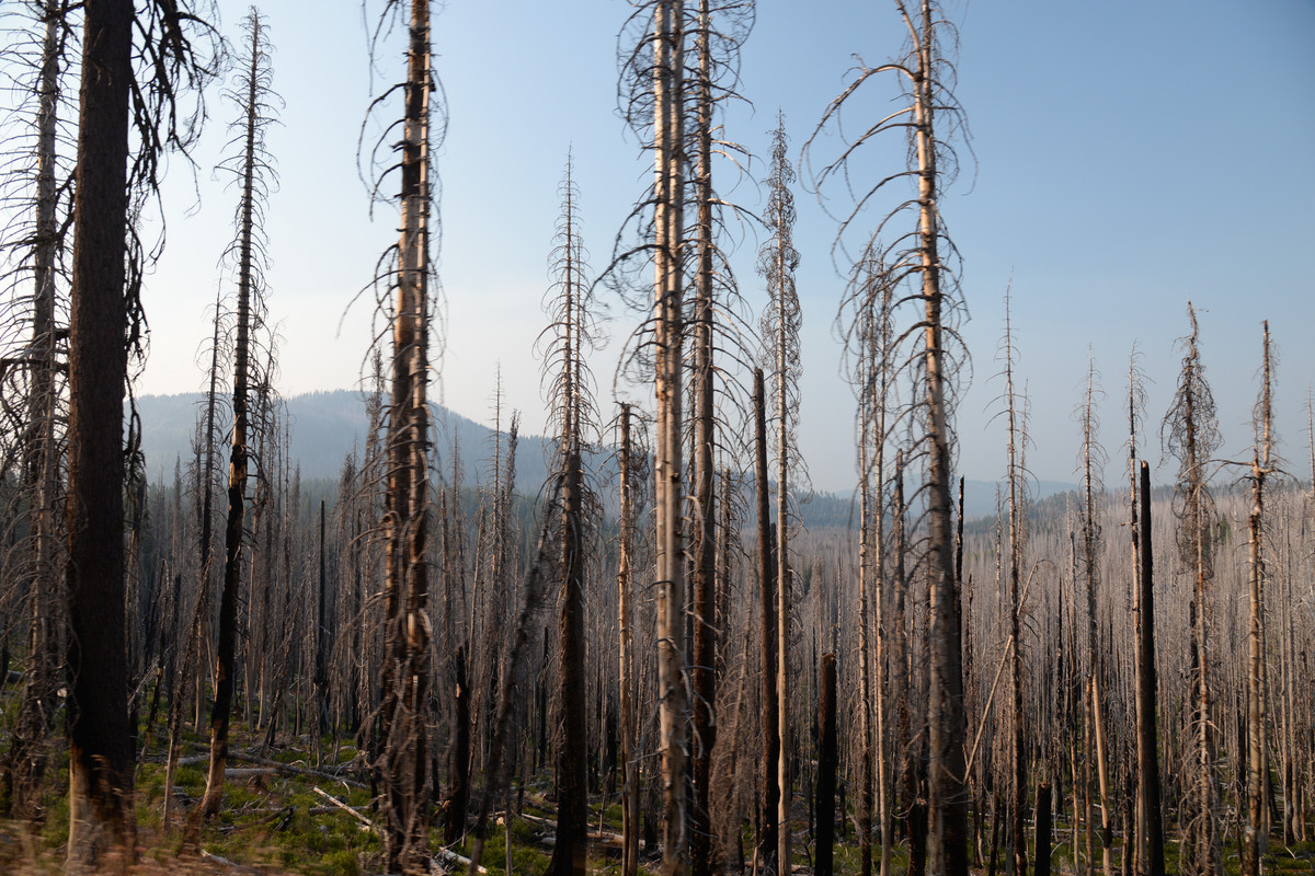 Árboles gigantes, fuegos y volcanes extintos - Oregon y California norte (2018) - Blogs de USA - Primeros días en el norte de California (17)