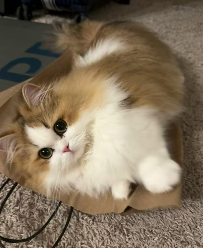 catzhd1ztxtmkfh1.jpg