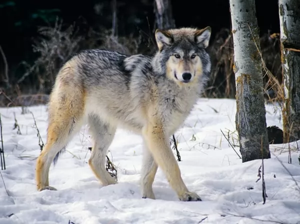 [صورة: gray-wolf-facts-with-picures-and-video-6...75334.webp]