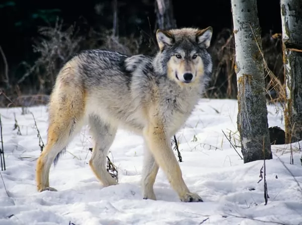 [Image: gray-wolf-facts-with-picures-and-video-6...75334.webp]