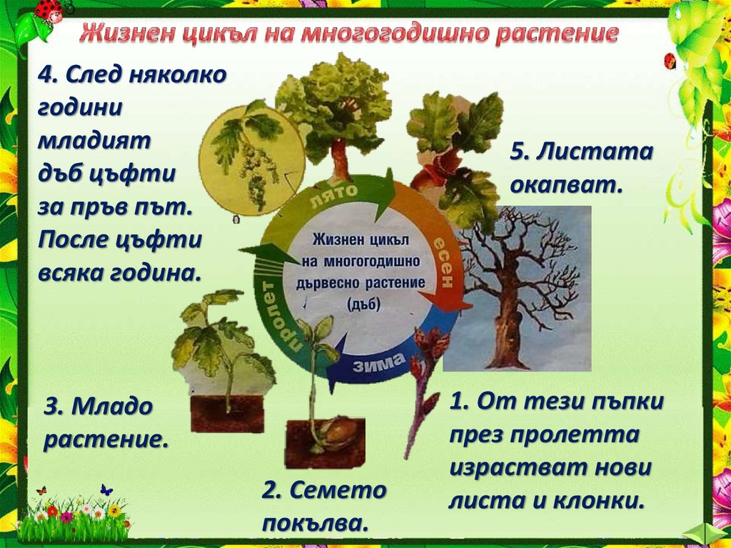 Развитие экспорта смородины возможности и проблемы российских производителей