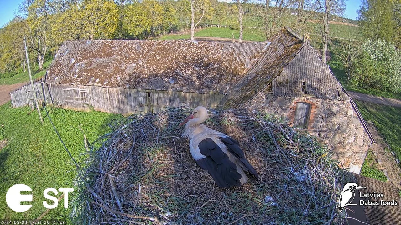 Baltie stārķi (Ciconia ciconia) Tukuma novadā - LDF tiešraide __ White storks in Tukums, Latvia 11-1
