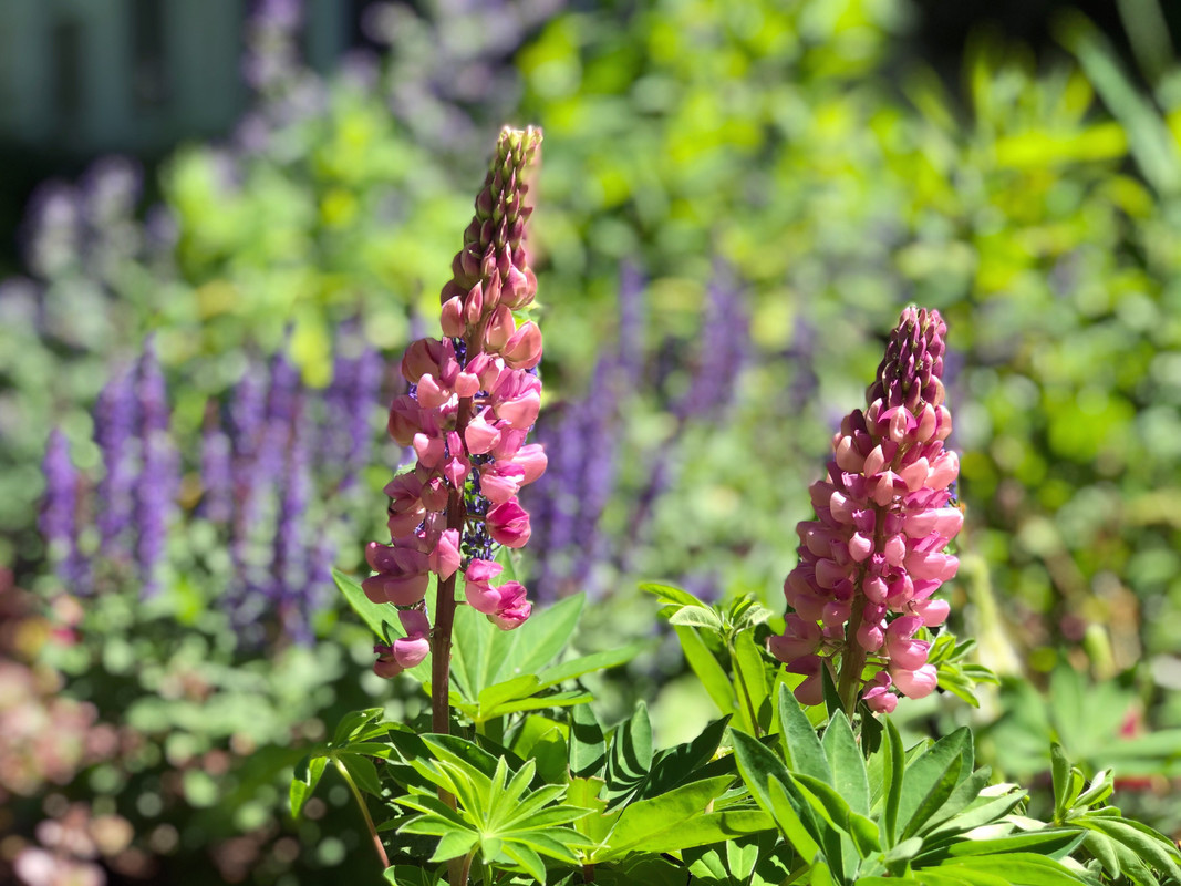 lupine.jpg