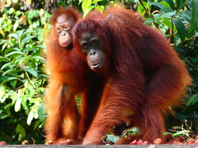 Indonesia 2023 (Borneo - Bali - Gili) - Blogs de Indonesia - --DÍA 4 (20 junio): Segundo día en Borneo (9)