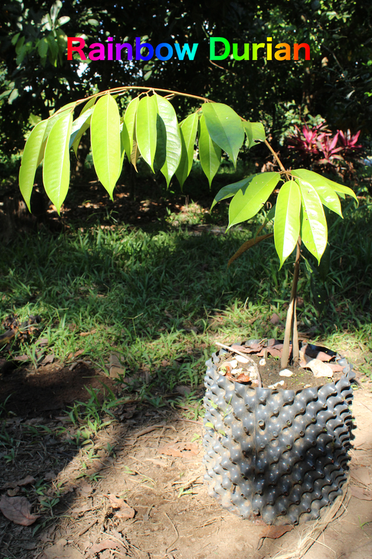 rainbow auction small