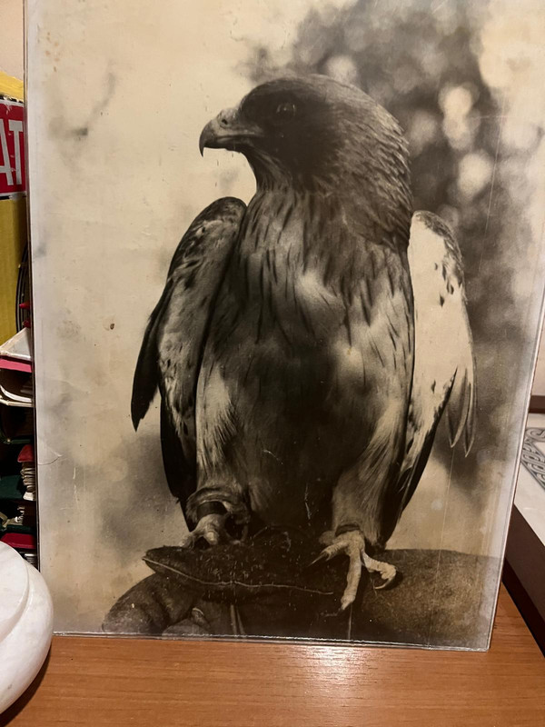 aguila